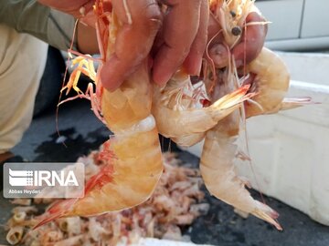 La pêche traditionnelle de crevettes au sud d’Iran