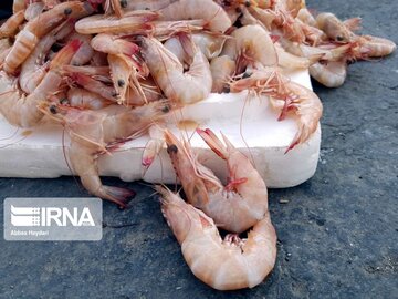 La pêche traditionnelle de crevettes au sud d’Iran