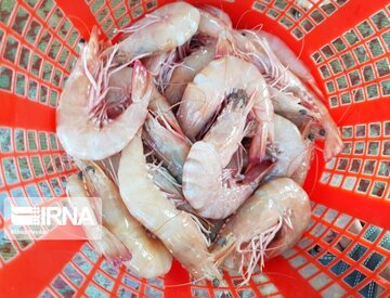 La pêche traditionnelle de crevettes au sud d’Iran