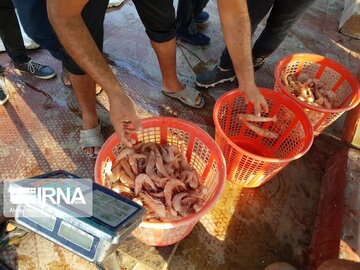 La pêche traditionnelle de crevettes au sud d’Iran