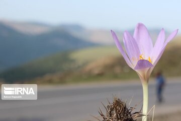 La plante médicinale du safran sauvage à Khalkhal