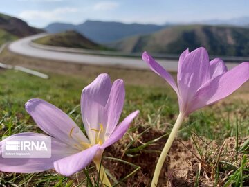 La plante médicinale du safran sauvage à Khalkhal