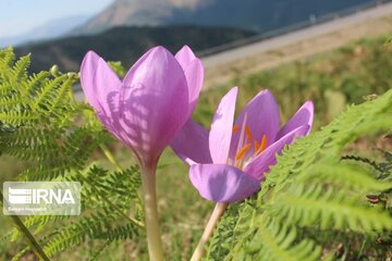 La plante médicinale du safran sauvage à Khalkhal