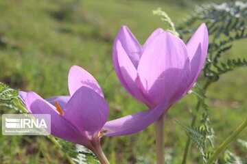 La plante médicinale du safran sauvage à Khalkhal