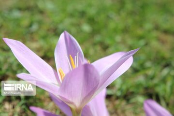 La plante médicinale du safran sauvage à Khalkhal