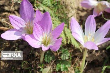 La plante médicinale du safran sauvage à Khalkhal