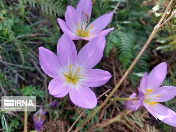 La plante médicinale du safran sauvage à Khalkhal