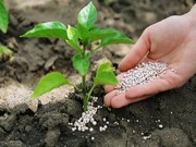 ذخیره‌سازی کود پایه کشت پاییزه در خراسان رضوی ۱۰ برابر افزایش یافت