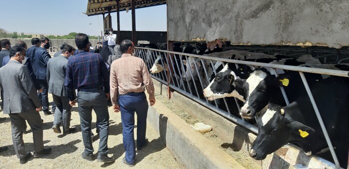 یک گاوداری شیری در تاکستان به بهره برداری رسید