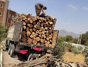 محموله ۱۵ تُنی چوب جنگلی قاچاق در مریوان کشف شد