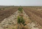 خشکسالی ۲ هزار و ۴۴۰ میلیارد تومان به کشاورزی خراسان جنوبی خسارت زد
