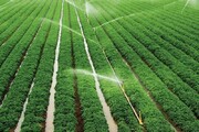 امسال ۵٠٢ هکتار اراضی کشاورزی سمنان به سامانه نوین آبیاری مجهز شد