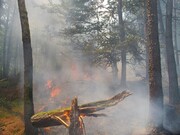 بخشی از جنگل نوشهر دچار آتش‌سوزی شد