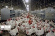 نیوکاسل ۵۹ هزار و ۷۰۰ قطعه مرغ را در خراسان شمالی تلف کرد