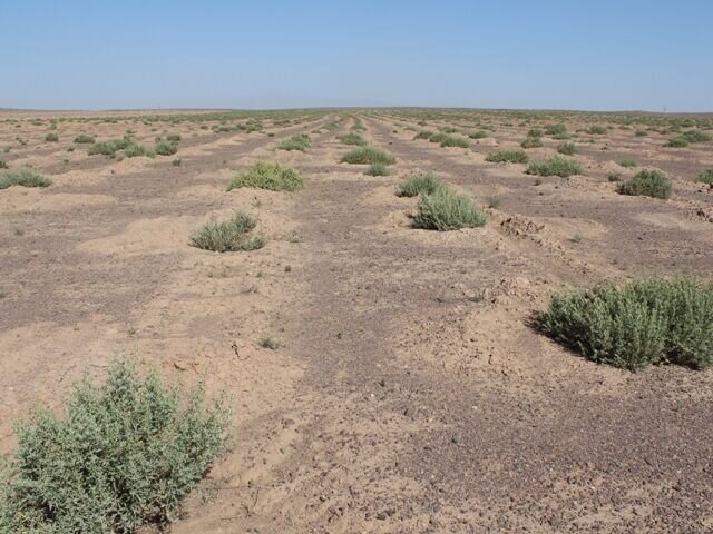 خشکسالی موجب کاهش ۴.۲۵ میلیون تنی علوفه در مراتع کشور شد
