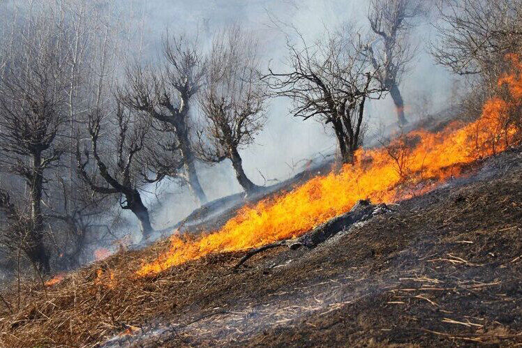 آتش سوزی در ۳۵ هکتار از جنگل‌های کرخه شوش مهار شد
