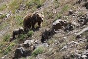 مشاهده خرس قهوه‌ای ماده به همراه یک توله در لرستان + فیلم