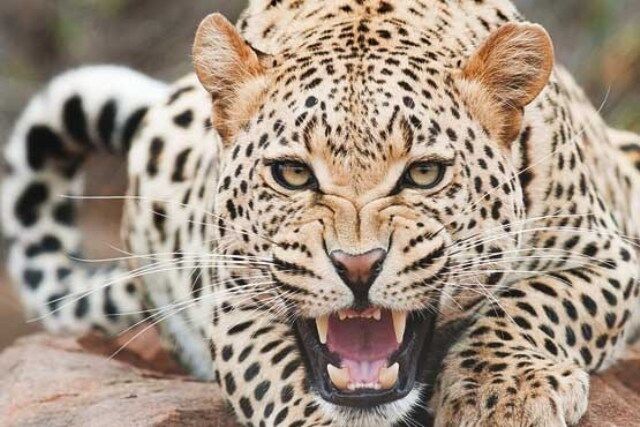 صحت حمله پلنگ به دامدار طارمی محرز نشده است
