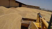 ۹۰ هزار تن گندم از کشاورزان همدانی خریداری شد