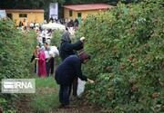 پنج مزرعه گردشگری در گنبدکاووس راه‌اندازی می‌شود
