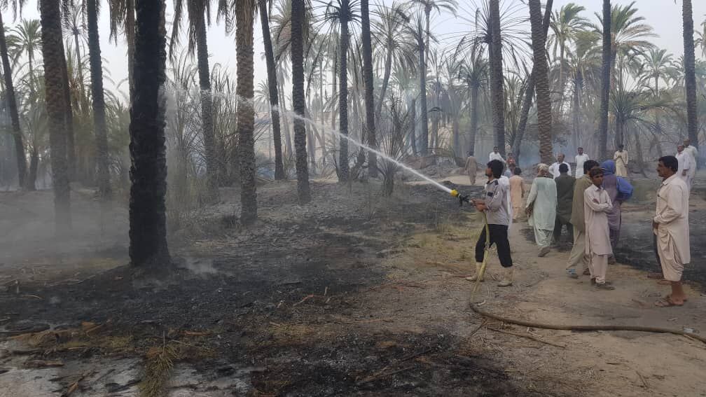 افزون بر ٢٠٠ نفر نخل خرما در بخش دامن ایرانشهر طعمه حریق شد 