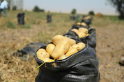 سهمیه صادرات سیب‌زمینی کشور در سال جاری تکمیل شد