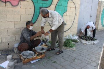 فروش سبزی محلی در جنوب سمنان