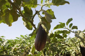 فروش سبزی محلی در جنوب سمنان