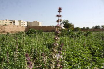 فروش سبزی محلی در جنوب سمنان