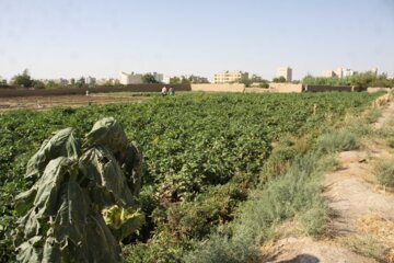 فروش سبزی محلی در جنوب سمنان