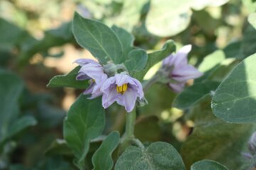 فروش سبزی محلی در جنوب سمنان