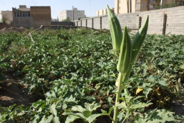 فروش سبزی محلی در جنوب سمنان