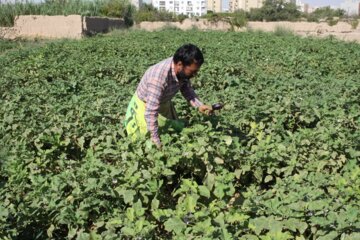 فروش سبزی محلی در جنوب سمنان