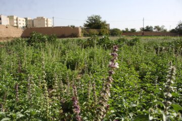 فروش سبزی محلی در جنوب سمنان