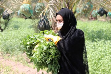 Date harvesting in Shushtar