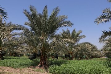 Date harvesting in Shushtar