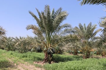 Date harvesting in Shushtar