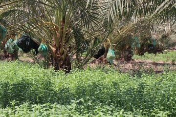 Date harvesting in Shushtar