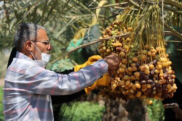 Date harvesting in Shushtar