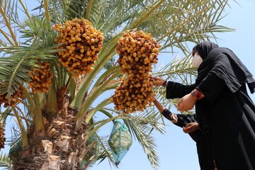 Récolte de dattes à Shushtar