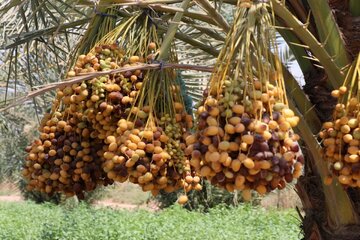 Date harvesting in Shushtar