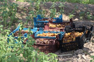 Date harvesting in Shushtar