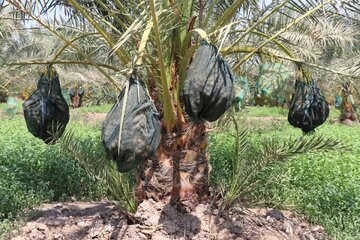 Date harvesting in Shushtar