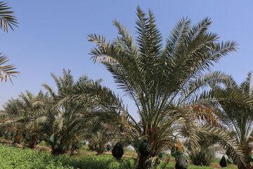 Date harvesting in Shushtar