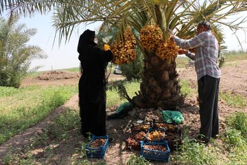 Date harvesting in Shushtar