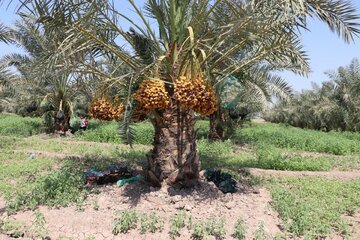 Date harvesting in Shushtar