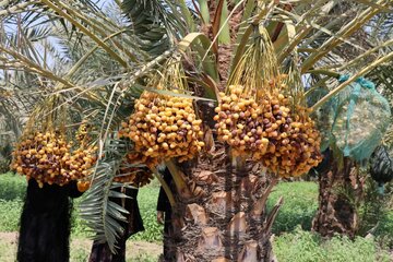 Date harvesting in Shushtar