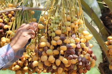 Date harvesting in Shushtar