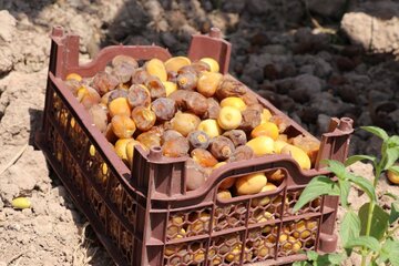 Date harvesting in Shushtar