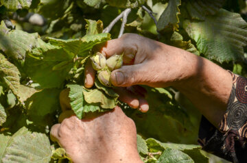 قزوین در تولید هفت محصول باغی رتبه اول تا سوم کشور را دارد